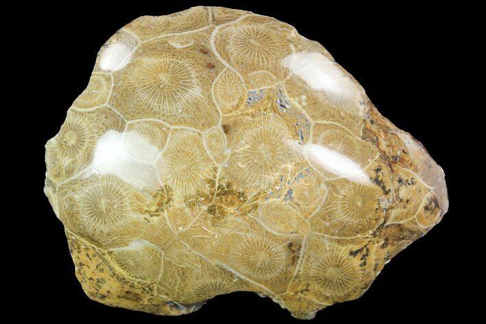 Polished Fossil Coral (Actinocyathus) - Morocco #100673